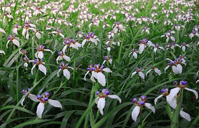 Epic老板蒂姆·斯威尼：我讨厌游戏中的广告